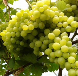 Vitis vinifera "Aljošenkin"