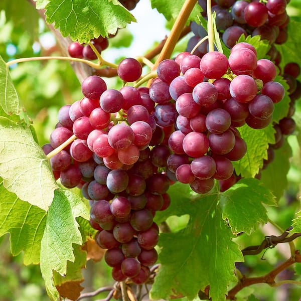 Vitis vinifera "Guna"