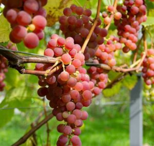 Vitis vinifera "Jadviga"