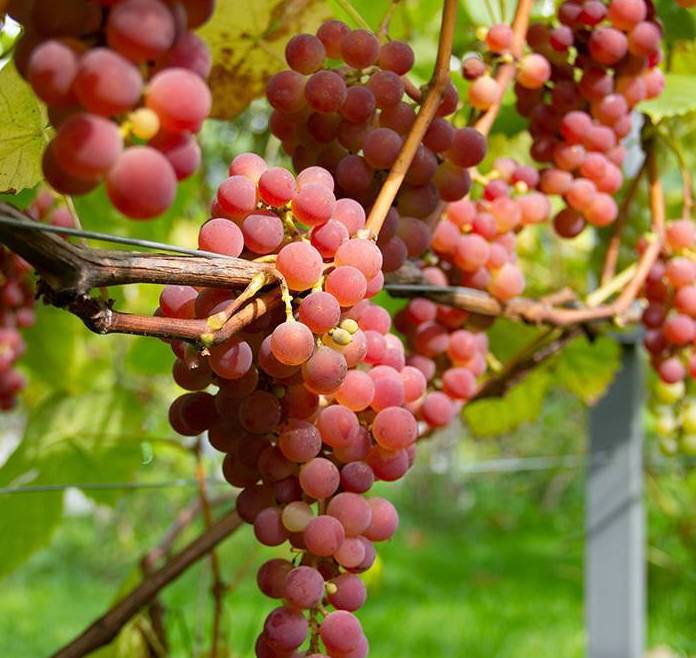 Виноград "Jadviga" (Vitis vinifera "Jadviga")