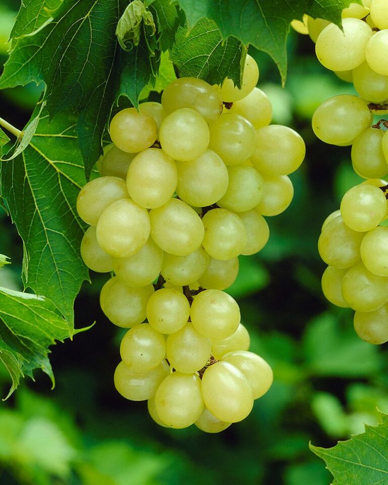 Vitis vinifera "Jubilei Novgoroda"