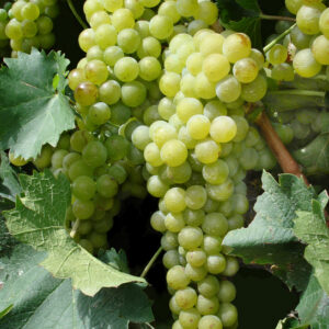 Vitis vinifera "Supaga"