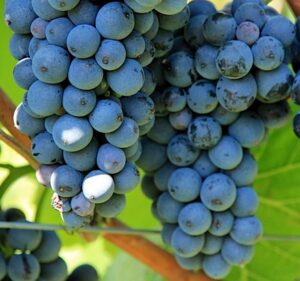Vitis vinifera "Zilga"