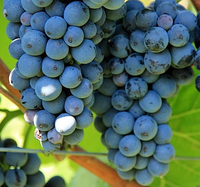 Виноград "Zilga" (Vitis vinifera "Zilga")