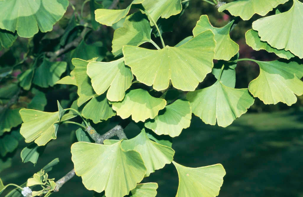 Ginkgo biloba