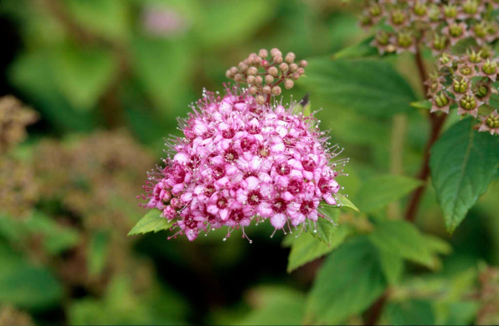 Spiraea japonica "Newport Dwarf"