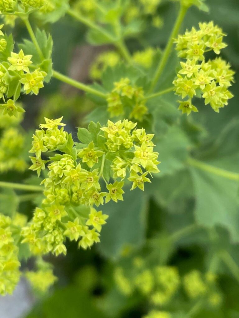 Poimulehti Alchemilla