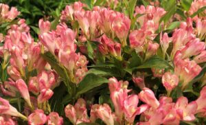 Weigela "All Summer Peach"