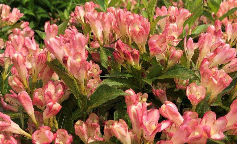 Weigela "All Summer Peach"
