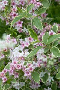 Weigela "Nana Variegata"