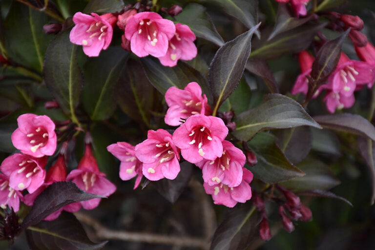 Weigela florida "Alexandra"