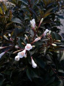 Weigela "Black and White"