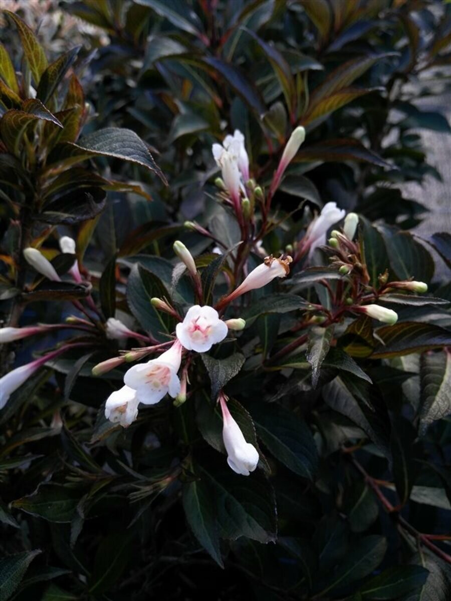 Weigela "Black and White"
