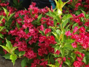 Weigela "Red Prince"