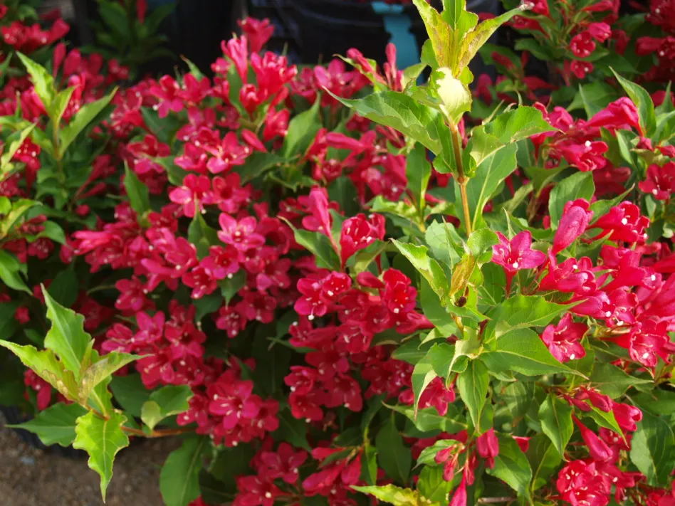 Weigela "Red Prince"