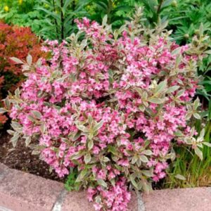 Weigela "Sunny Princess"