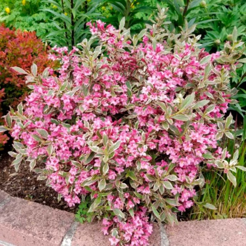 Weigela "Sunny Princess"