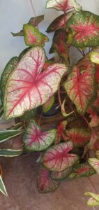 Каладиум (Caladium), сорт смесь