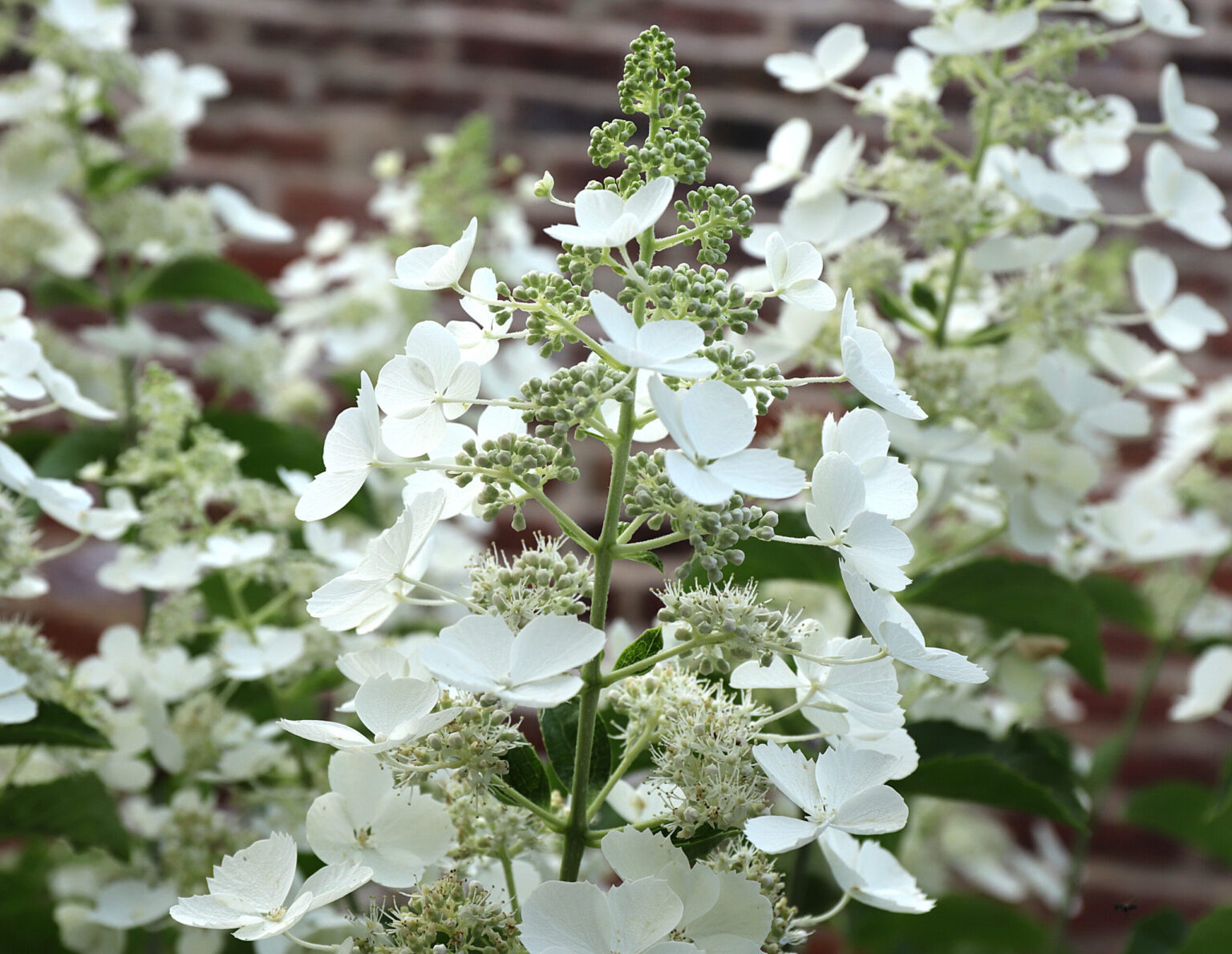 Hydrangea paniculata "White Lady"