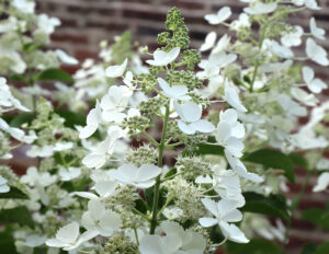 Hydrangea paniculata "White Lady"