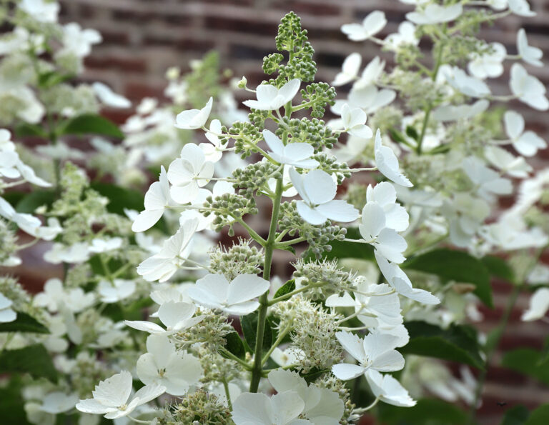 Hydrangea paniculata "White Lady"