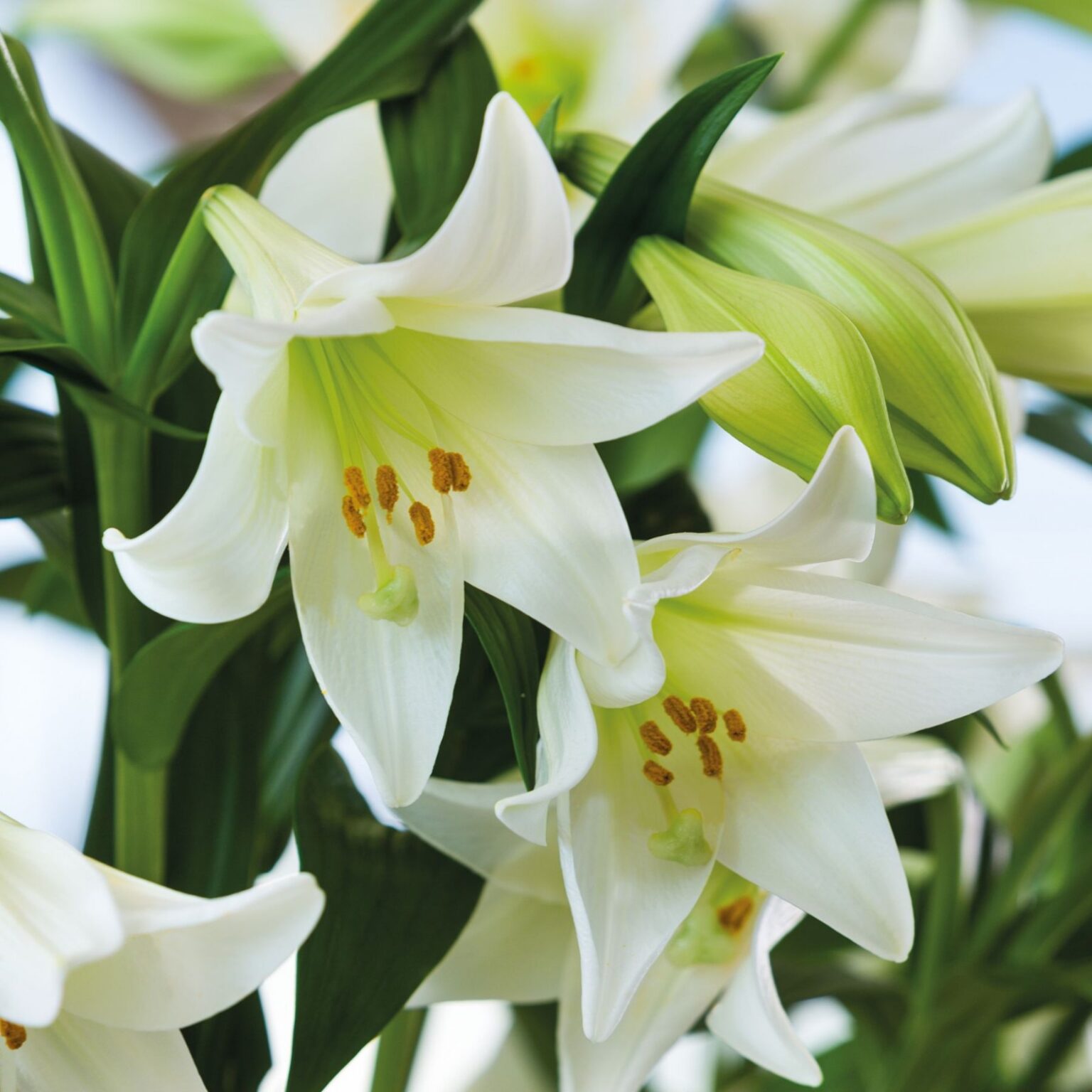 Lilium "White Heaven", P9-ruukku