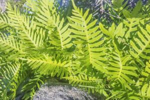 Polypodium vulgare