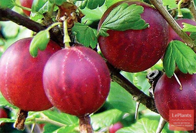 Ribes uva-crispa "Kolobok"