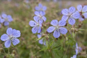 Aas-kurereha "Cranesbill" Mr.Fothergill's 20 s.
