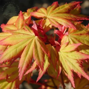 Acer palmatum "Orange Dream"