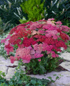 Achillea millefolium "Summer Berries"