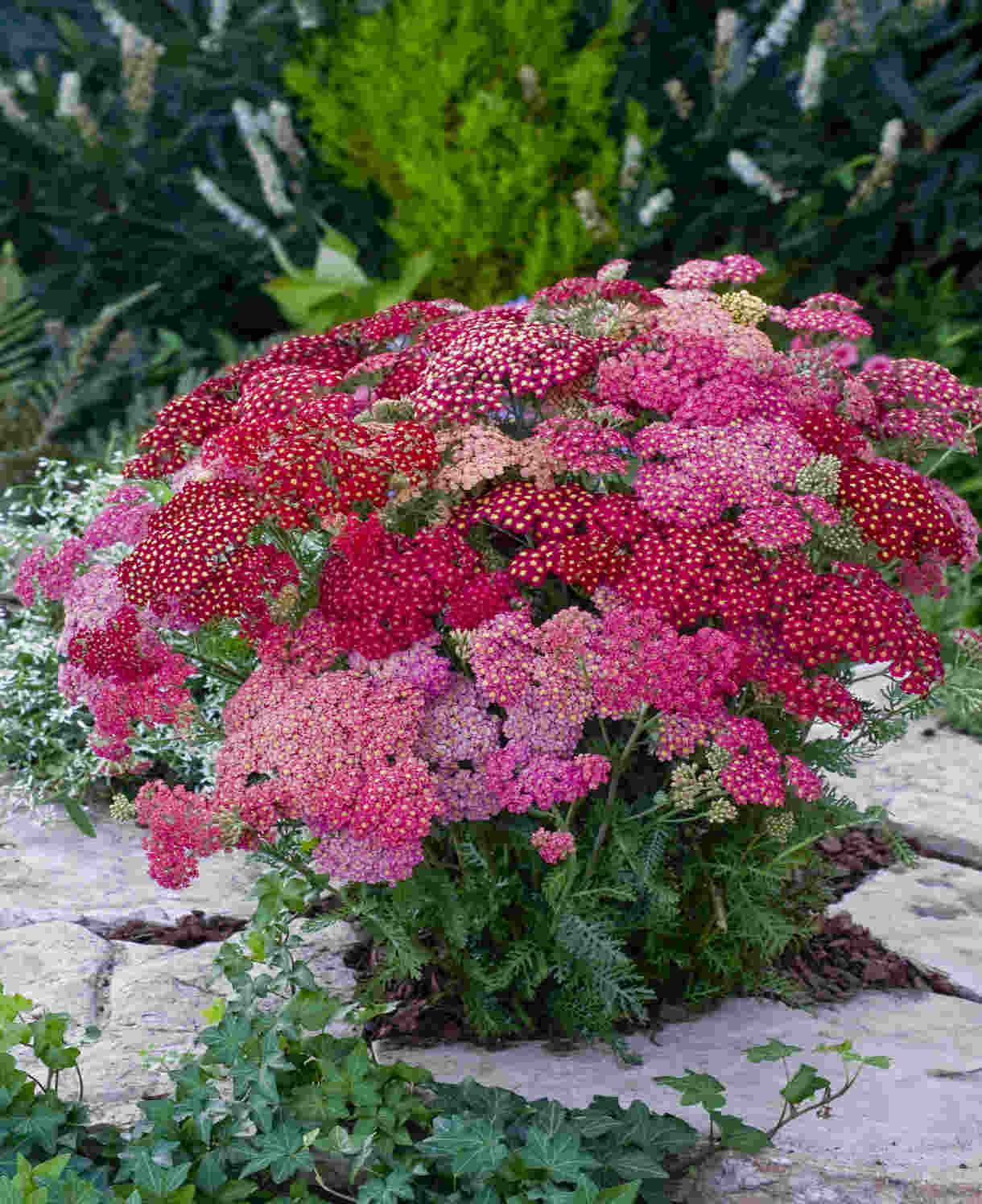 Achillea millefolium "Summer Berries"