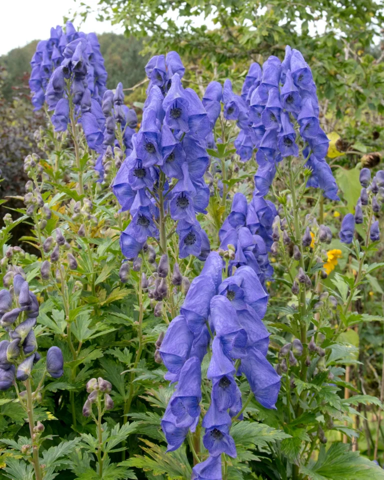 Aconitum carmichaelii "Arendsii"