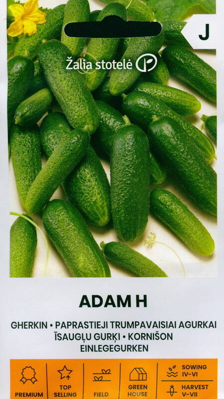 Cucumber gherkin "Adam H" Žalia stotele 0.4 g