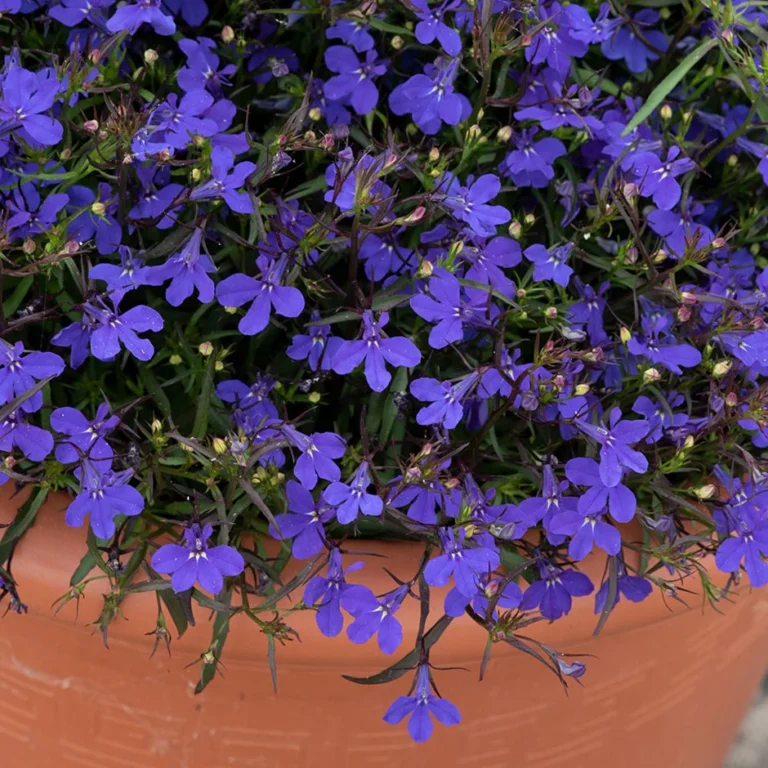 Lobeelia "Palace Blue" Baltic Agro 50 s.