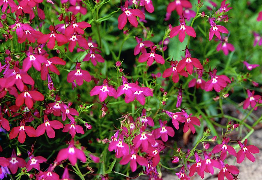 Lobēlija "Red Cascade" Žalia stotele 0,1 g