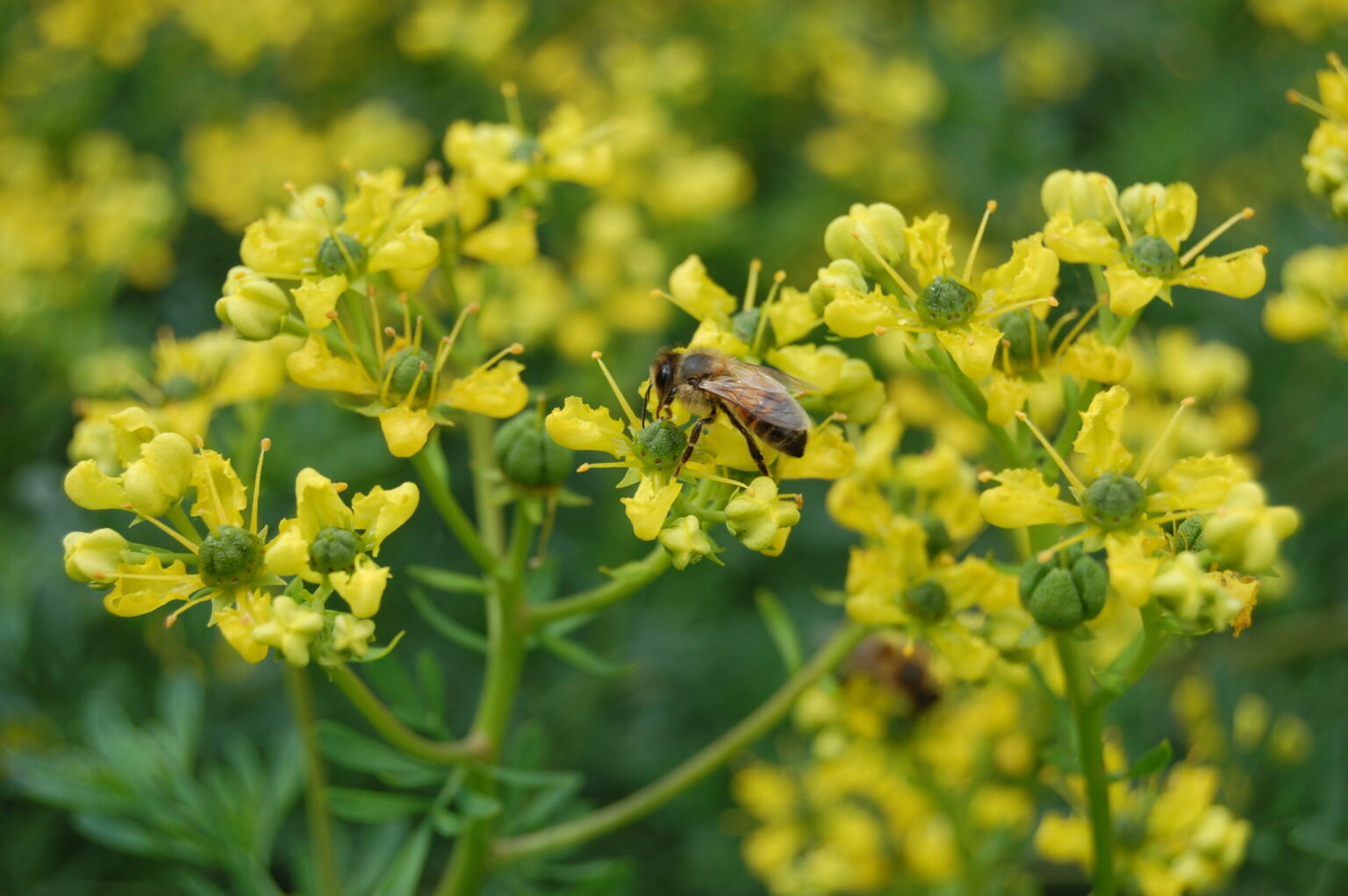 Common rue Žalia stotele 0.5 g