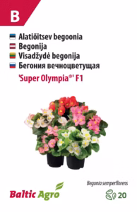Igiõitsev begoonia "Super Olympia" F1 20 s.