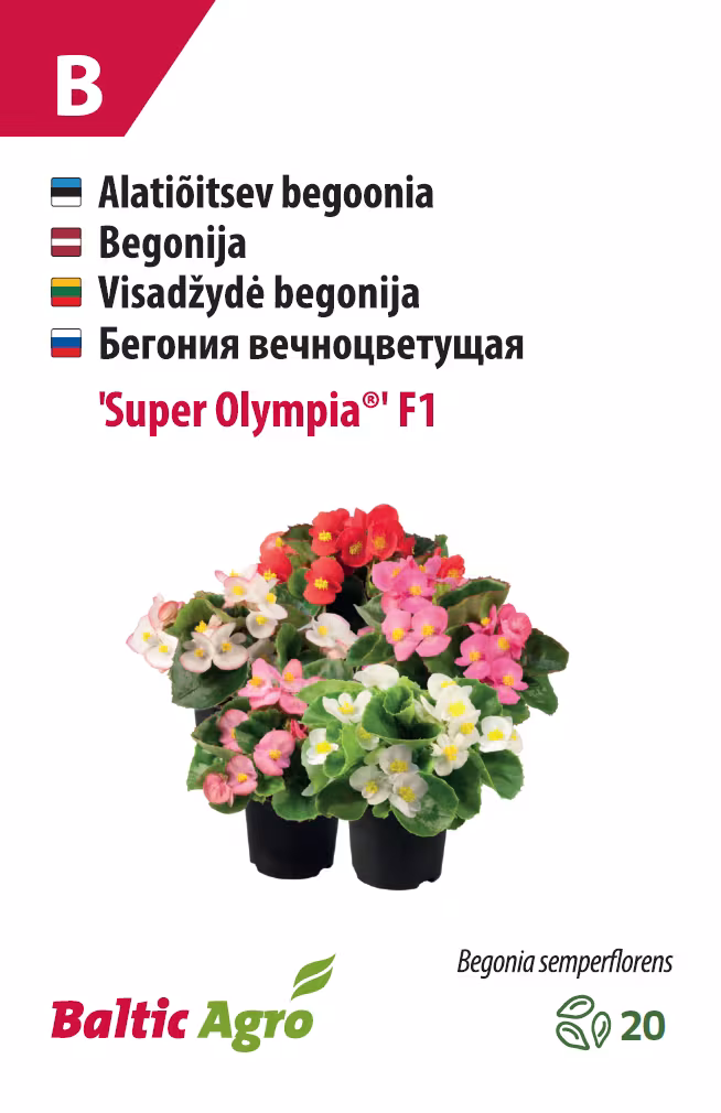 Wax begonia "Super Olympia" F1 20 seeds