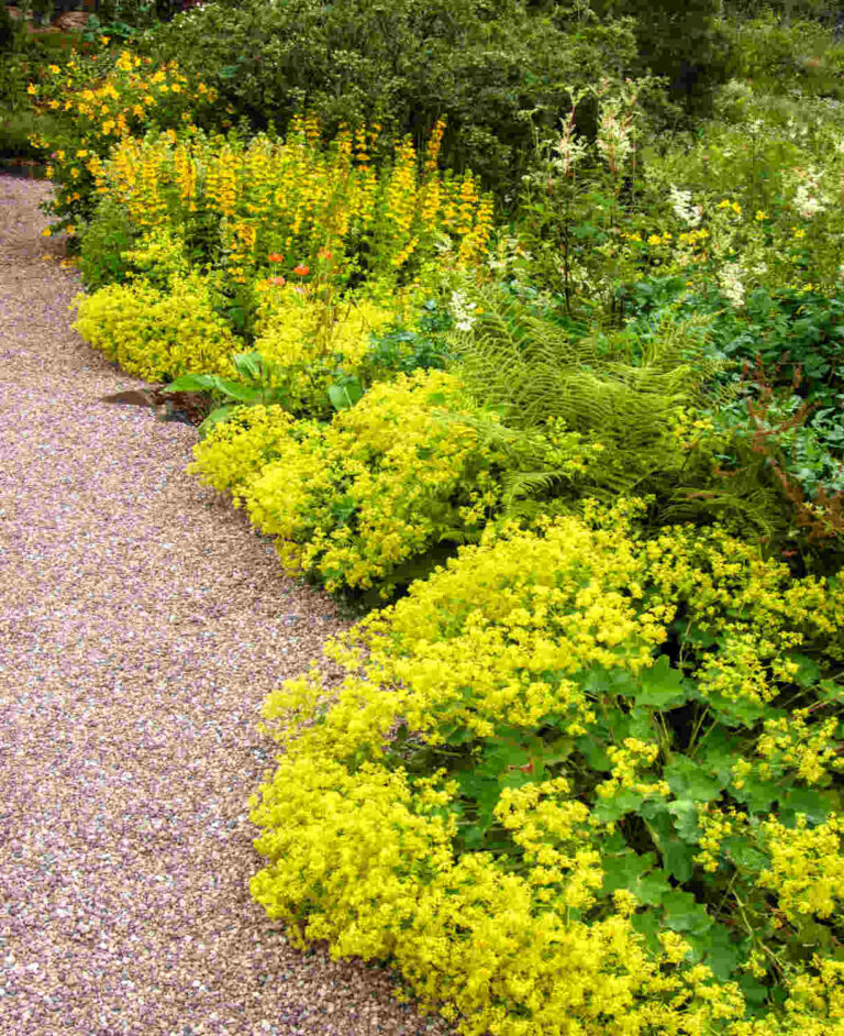 Alchemilla mollis