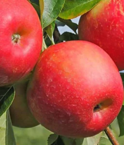 Яблоня домашняя "Vasara" (Malus domestica "Vasara")