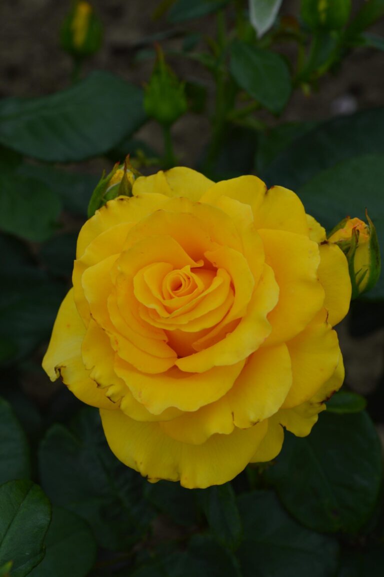 Rosa "Allgold"