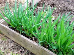 Onion "Bajkal" AGRONOM 1.5 g