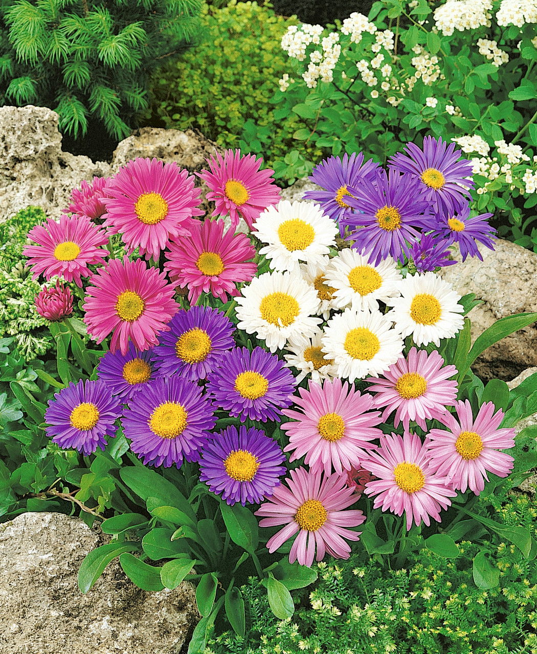 Alpine aster "Mix", 0.5 g, Toraf