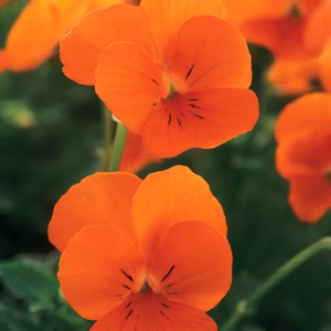 Виола рогатая Petit Orange