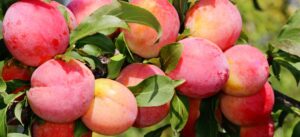 Prunus cerasifera "Rannaja Krupnaja" (Ploomipuu)