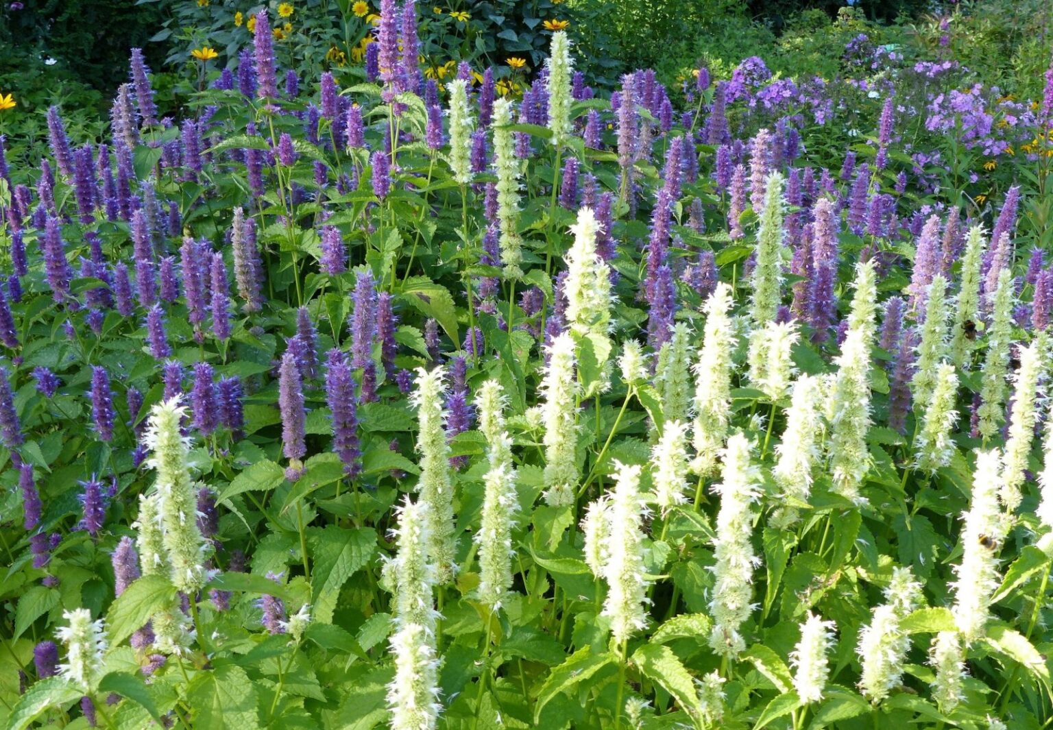 Agastache foeniculum "Blue&White Mixed"