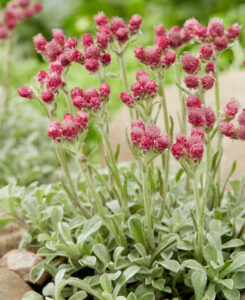 Antennaria dioica "Alex Duguid"