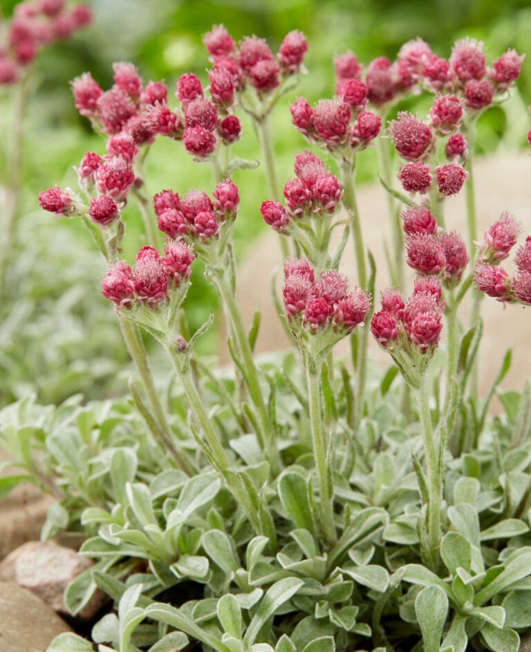 Antennaria dioica "Alex Duguid"