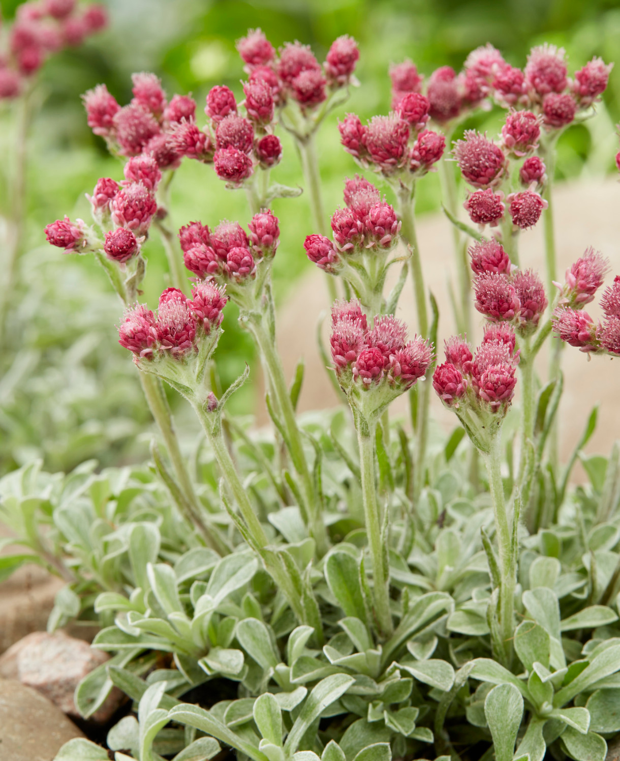 Antennaria dioica "Alex Duguid"
